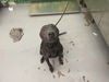 adoptable Dog in Waco, TX named ADELINE
