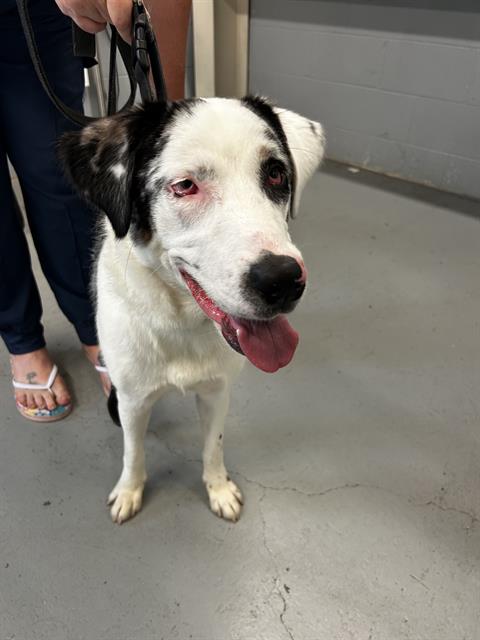 adoptable Dog in Waco, TX named ARUBA