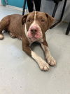 adoptable Dog in  named EDEN