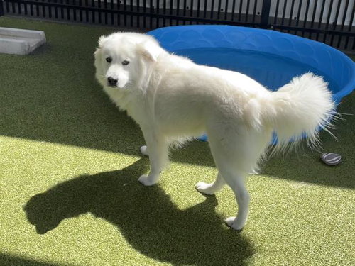 HANSEN - Kuvasz available for adoption