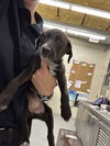 adoptable Dog in Waco, TX named POTION