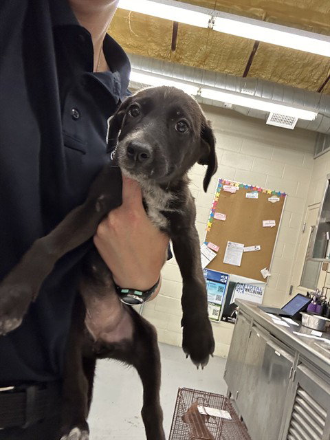 POTION - Pit Bull Terrier available for adoption