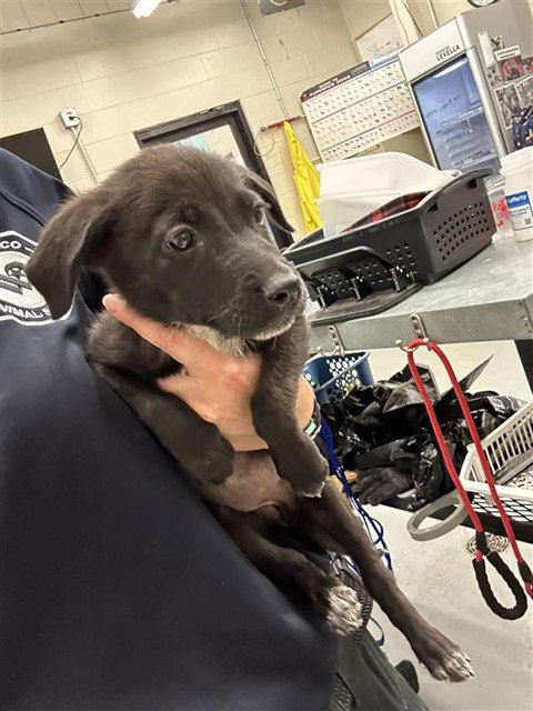 DRIP DROP - Pit Bull Terrier available for adoption