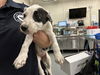 adoptable Dog in Waco, TX named BANTER