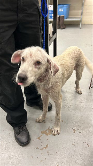 adoptable Dog in Waco, TX named MELLOW