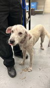 adoptable Dog in  named MELLOW