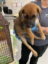 adoptable Dog in Waco, TX named GREE