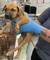 adoptable Dog in Waco, TX named FOX