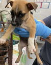 adoptable Dog in Waco, TX named THORN