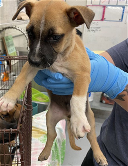 THORN - German Shepherd Dog available for adoption