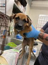adoptable Dog in Waco, TX named WOLFFE