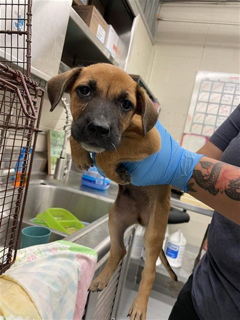 WOLFFE - German Shepherd Dog available for adoption