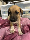 adoptable Dog in Waco, TX named RAELEE