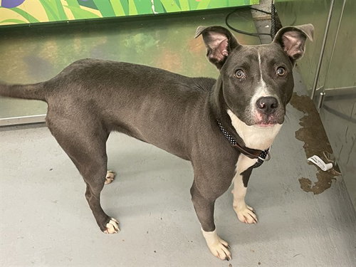 PRESLEY - Pit Bull Terrier available for adoption