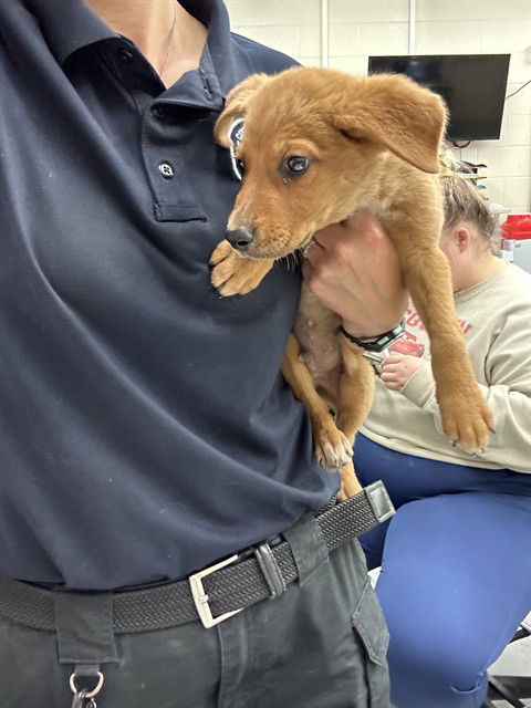 adoptable Dog in Waco, TX named FLOOFSTER