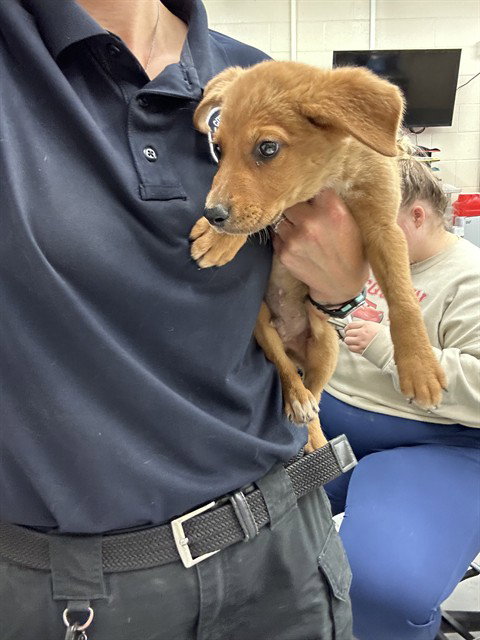 FLOOFSTER - Golden Retriever available for adoption
