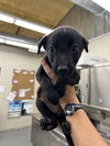 adoptable Dog in Waco, TX named SOOKIE