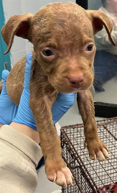 MEGA - Pit Bull Terrier available for adoption
