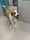adoptable Dog in Waco, TX named CHORIZO