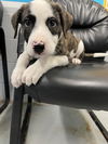 adoptable Dog in  named DUBLIN