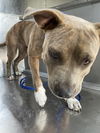 adoptable Dog in Waco, TX named REESES PUPPYCUPS