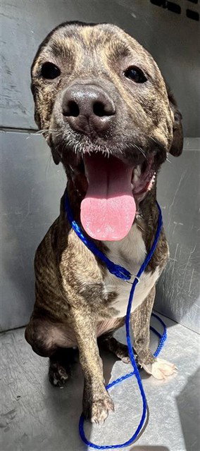 CORDUROY - Pit Bull Terrier available for adoption