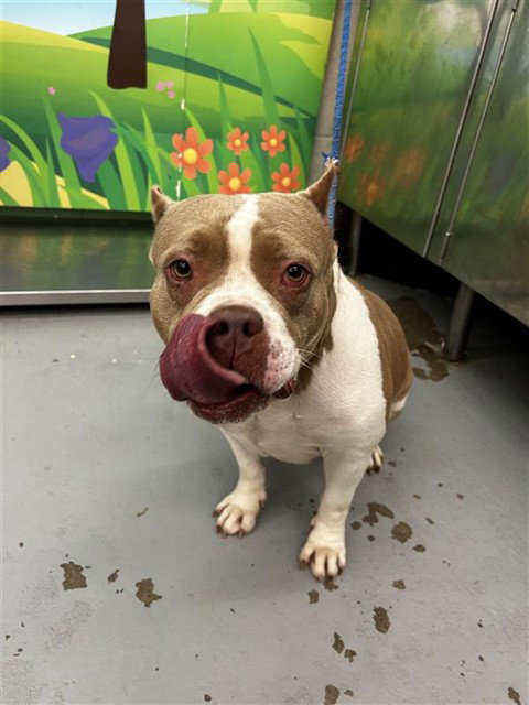 picture of the dog needing adoption