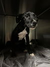 adoptable Dog in Waco, TX named ZITI