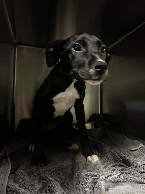 ZITI - Labrador Retriever available for adoption