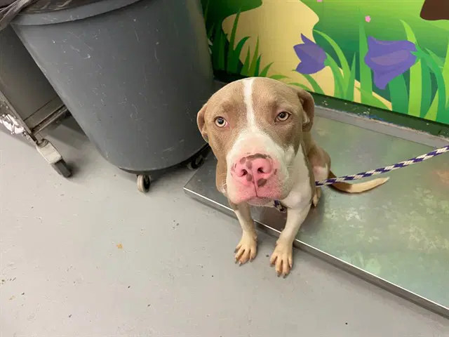 Chuck - Pit Bull Terrier
