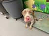 adoptable Dog in Waco, TX named CHUCK