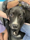 adoptable Dog in Waco, TX named ELIAS