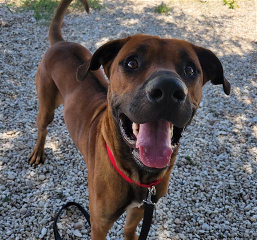 adoptable Dog in Waco, TX named ROOSTER