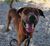 adoptable Dog in Waco, TX named ROOSTER