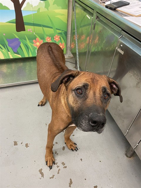 ROOSTER - Rhodesian Ridgeback available for adoption
