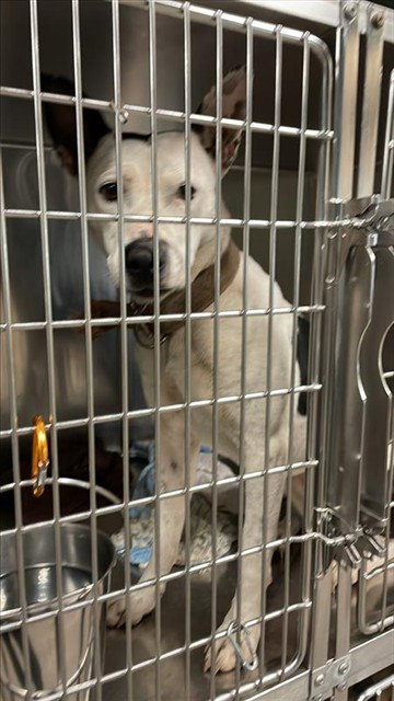 ANGEL - Pit Bull Terrier available for adoption