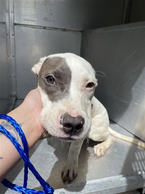PHOENIX - American Staffordshire Terrier available for adoption