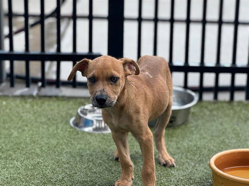 ROBBIN - American Staffordshire Terrier available for adoption