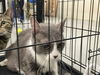 adoptable Cat in Waco, TX named A116653