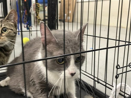 CAIN - Domestic Medium Hair available for adoption