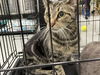 adoptable Cat in Waco, TX named A116654