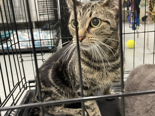 CREED - Domestic Short Hair available for adoption
