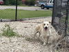 adoptable Dog in  named JIMMY KIBBLE