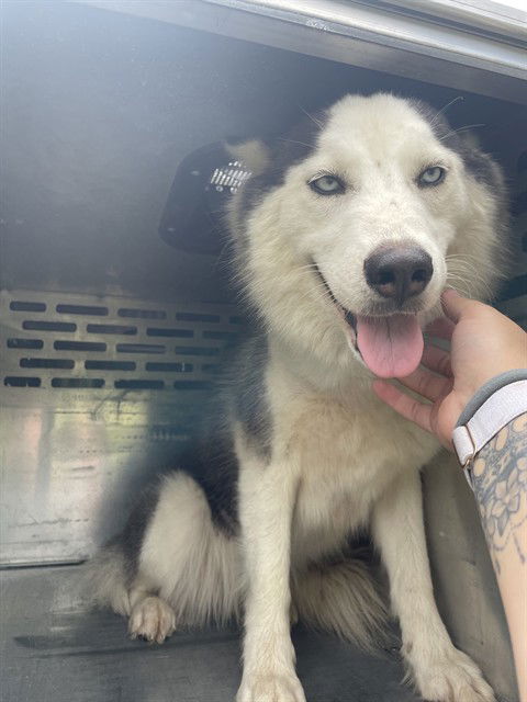 adoptable Dog in Waco, TX named BEBOP