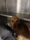 adoptable Dog in Waco, TX named WONTON