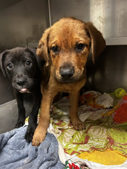 DIGGIE SMALLS - Labrador Retriever available for adoption