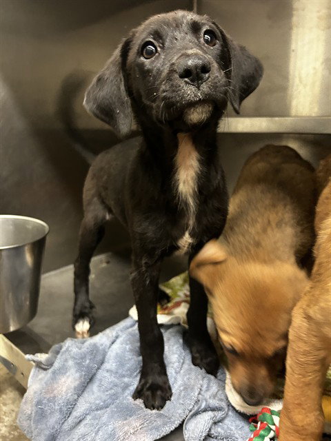 VIRGINIA WOOF - Labrador Retriever available for adoption