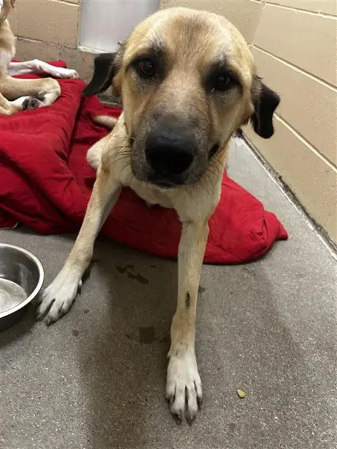 Peaches - Labrador Retriever