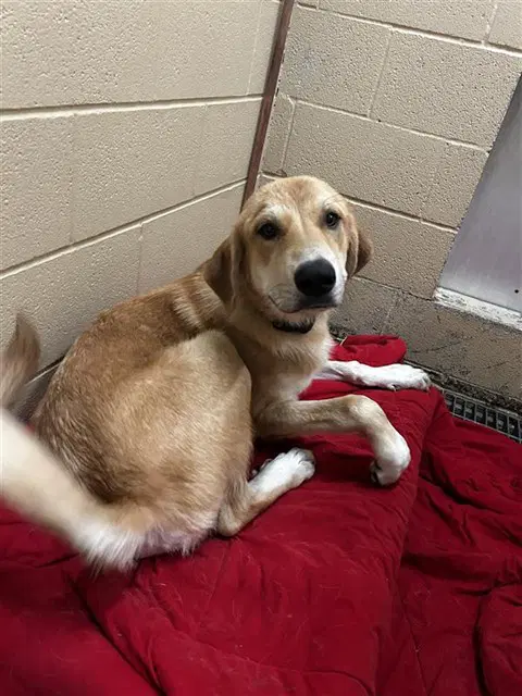 Chance - Labrador Retriever