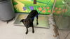 adoptable Dog in  named TOOTSIE